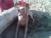 IMG00147-20101114-1507 (Large)